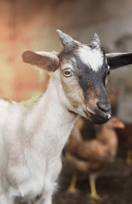 equilibre-performance-nutrition-animal-naturajemm-bretagne